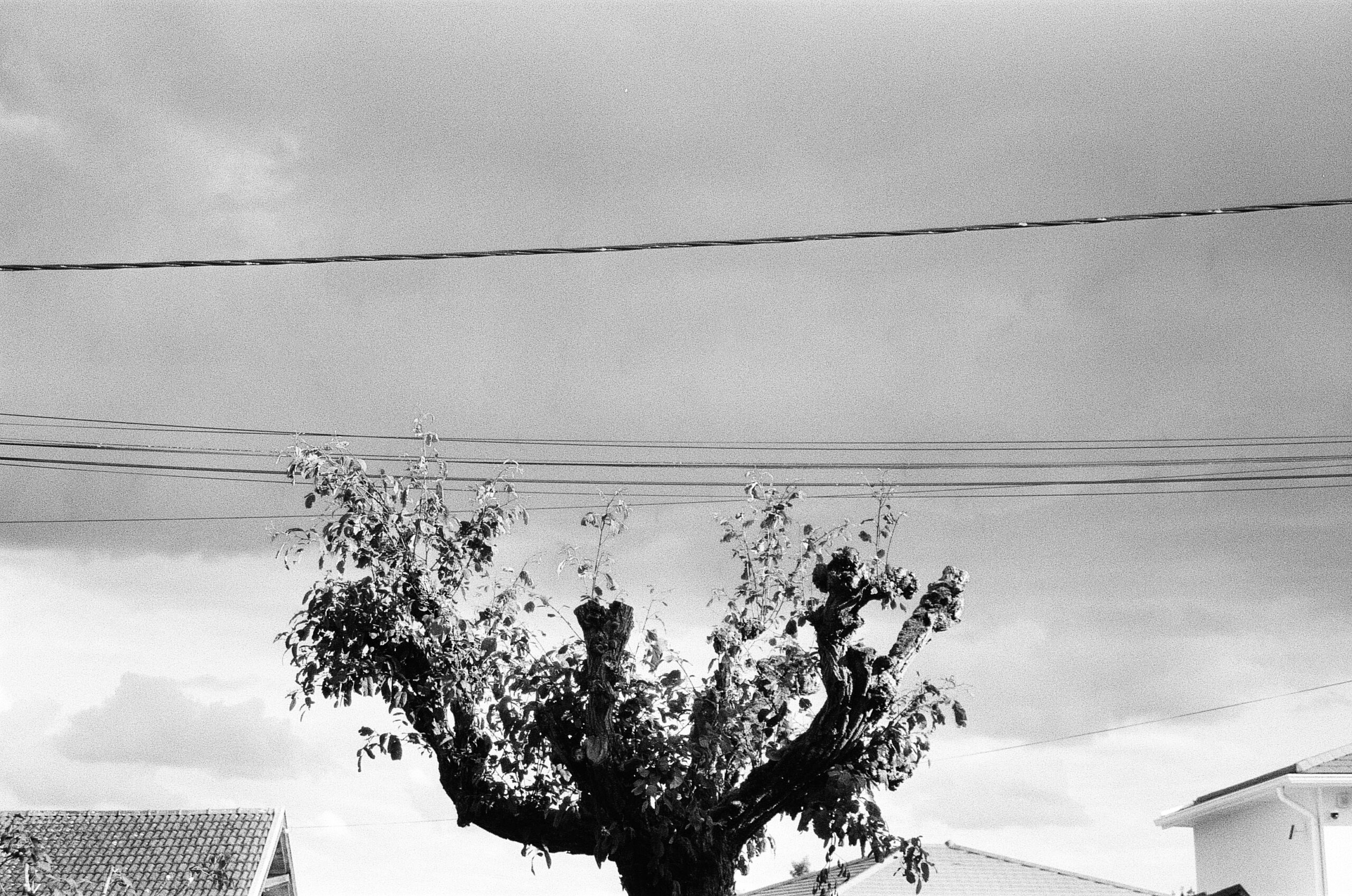 Blanck & white picture of the top of a undress tree with electrical rope above him