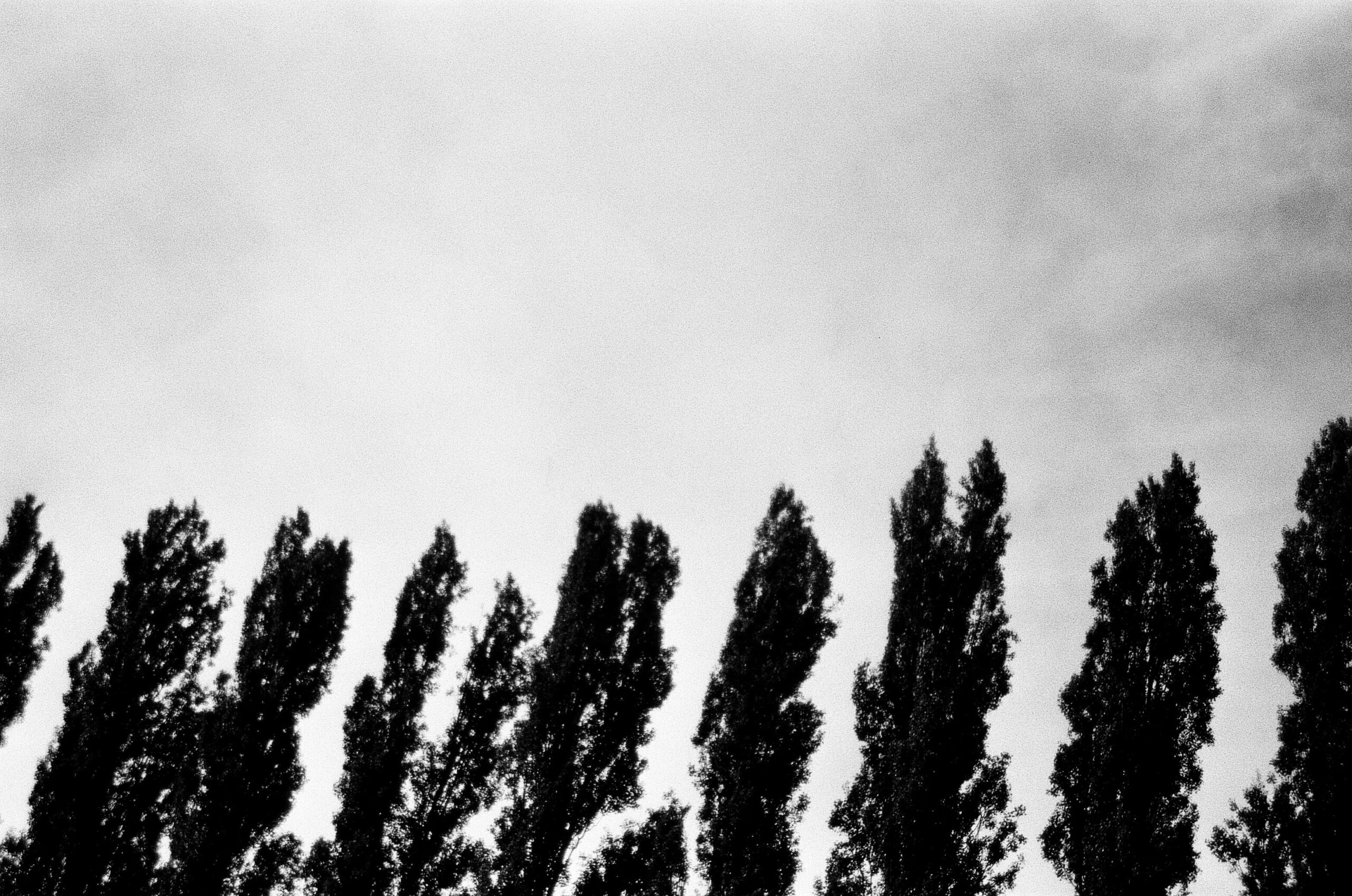 Picture in black & white of black tree that make a clean line with a white sky