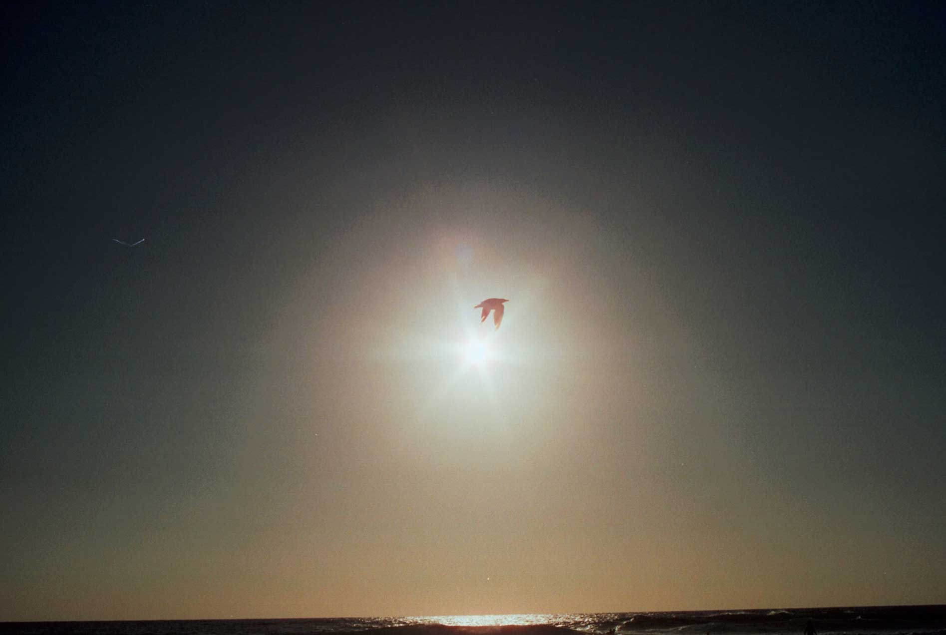 Bird in the sun at the ocean