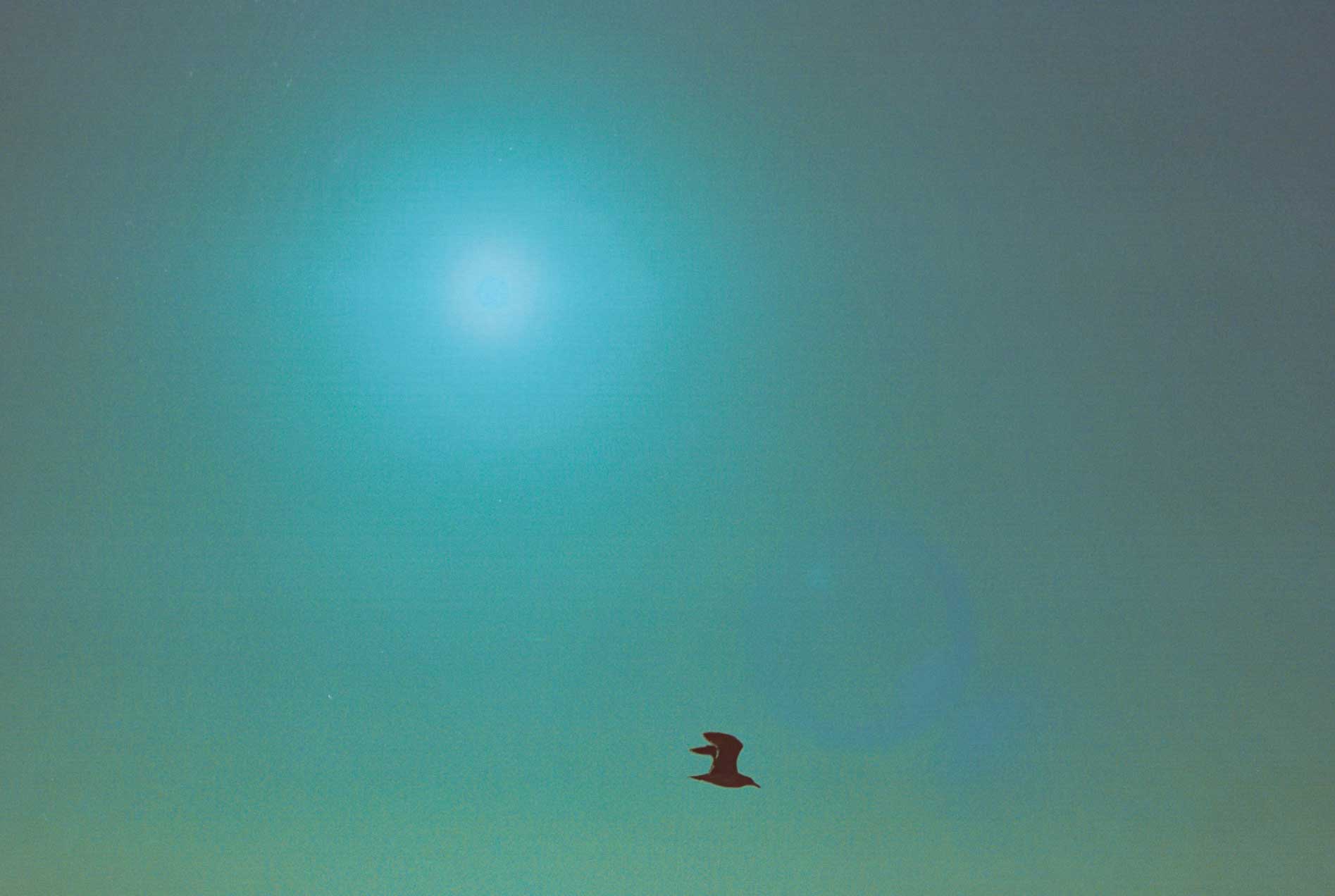 Bird travel