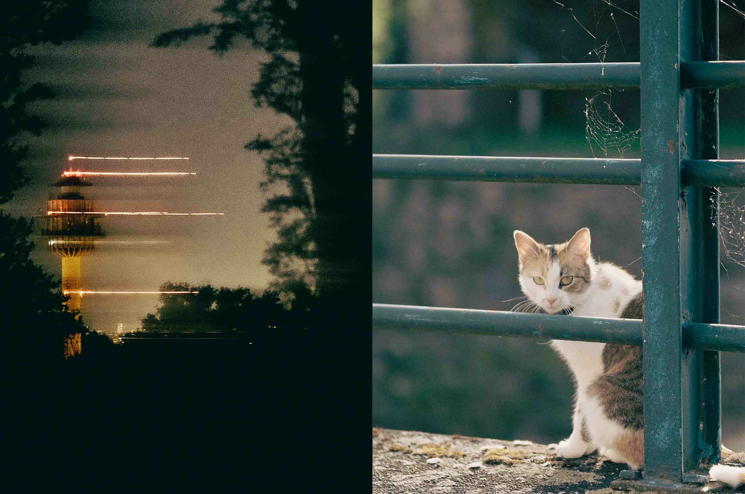 Picture cut in half, on the right we can see a big building with flash light at night. And on the over side a cat looking to the cam behind some fence during the day. Picture take at Besançon, France
