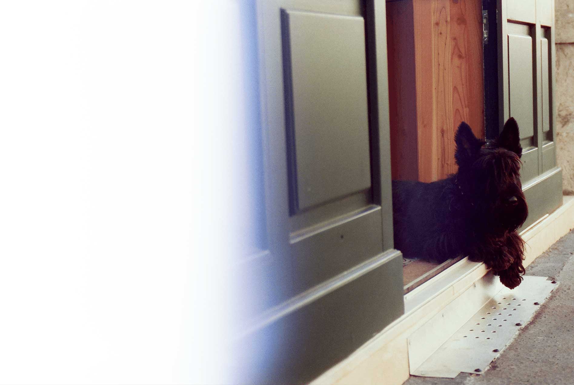 Dog seeting next to a door